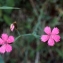  Liliane Roubaudi - Dianthus deltoides L. [1753]