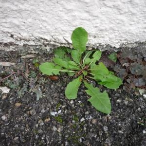 Photographie n°2338602 du taxon Taraxacum F.H.Wigg. [1780]