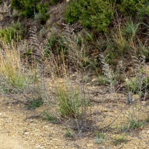 Photographie n°2338619 du taxon Echium vulgare L. [1753]