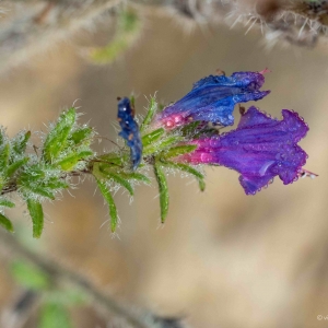 Photographie n°2338621 du taxon Echium vulgare L. [1753]