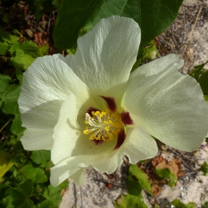 Gossypium hirsutum race yucatanense J. B. Hutch.