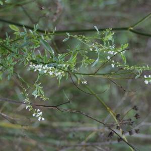 Photographie n°2338629 du taxon Melilotus albus Medik. [1787]