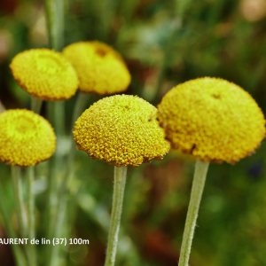 Cotula anthemoides L. (Cotule)