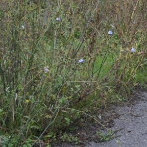 Photographie n°2338647 du taxon Cichorium intybus L. [1753]