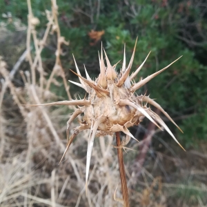 Photographie n°2338670 du taxon Silybum marianum (L.) Gaertn. [1791]