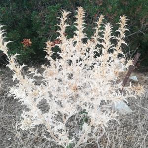 Photographie n°2338673 du taxon Scolymus hispanicus L. [1753]