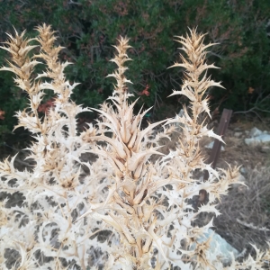 Photographie n°2338674 du taxon Scolymus hispanicus L. [1753]