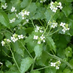 Photographie n°2338678 du taxon Arabis cebennensis DC. [1821]