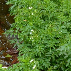 Photographie n°2338690 du taxon Cardamine amara L.