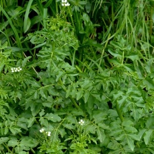 Photographie n°2338694 du taxon Cardamine amara L.