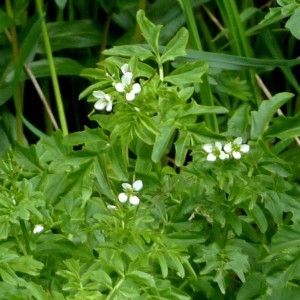 Photographie n°2338695 du taxon Cardamine amara L.