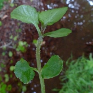 Photographie n°2338700 du taxon Chrysosplenium oppositifolium L. [1753]