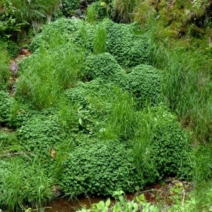 Photographie n°2338702 du taxon Chrysosplenium oppositifolium L. [1753]