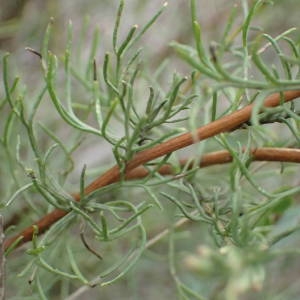 Photographie n°2338713 du taxon Artemisia campestris L. [1753]