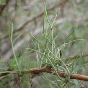 Photographie n°2338714 du taxon Artemisia campestris L. [1753]
