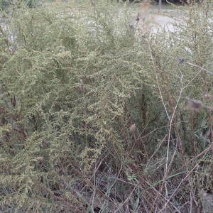 Photographie n°2338715 du taxon Artemisia campestris L. [1753]