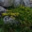  Jean-Claude Bouzat - Cytisus decumbens (Durande) Spach [1845]