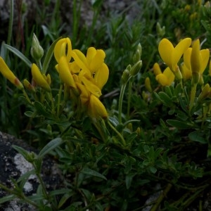 Photographie n°2338729 du taxon Cytisus decumbens (Durande) Spach [1845]