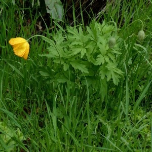 Photographie n°2338742 du taxon Meconopsis cambrica (L.) Vig.