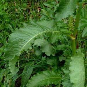 Photographie n°2338766 du taxon Rumex longifolius DC. [1815]