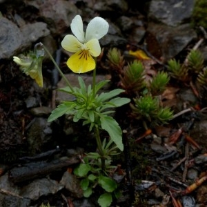 Photographie n°2338783 du taxon Viola tricolor subsp. saxatilis (F.W.Schmidt) Arcang. [1882]