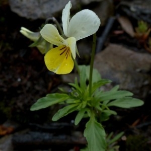 Photographie n°2338784 du taxon Viola tricolor subsp. saxatilis (F.W.Schmidt) Arcang. [1882]