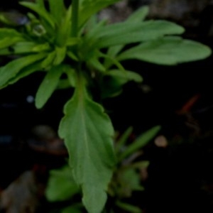 Photographie n°2338785 du taxon Viola tricolor subsp. saxatilis (F.W.Schmidt) Arcang. [1882]