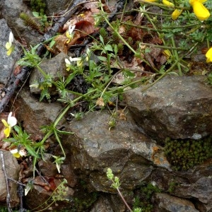 Photographie n°2338786 du taxon Viola tricolor subsp. saxatilis (F.W.Schmidt) Arcang. [1882]