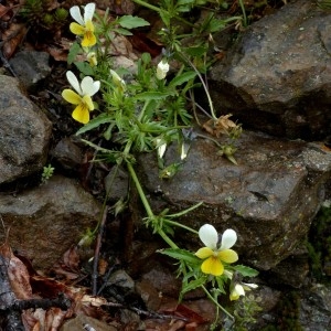 Photographie n°2338787 du taxon Viola tricolor subsp. saxatilis (F.W.Schmidt) Arcang. [1882]