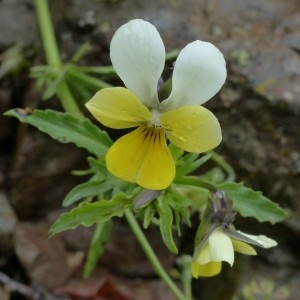 Photographie n°2338788 du taxon Viola tricolor subsp. saxatilis (F.W.Schmidt) Arcang. [1882]