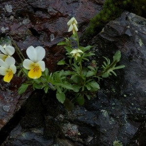 Photographie n°2338789 du taxon Viola tricolor subsp. saxatilis (F.W.Schmidt) Arcang. [1882]