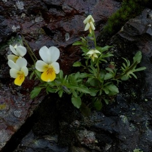 Photographie n°2338790 du taxon Viola tricolor subsp. saxatilis (F.W.Schmidt) Arcang. [1882]