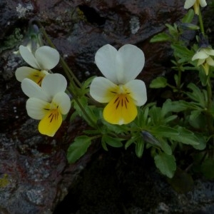 Photographie n°2338791 du taxon Viola tricolor subsp. saxatilis (F.W.Schmidt) Arcang. [1882]