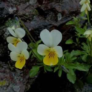 Photographie n°2338792 du taxon Viola tricolor subsp. saxatilis (F.W.Schmidt) Arcang. [1882]