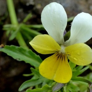 Photographie n°2338794 du taxon Viola tricolor subsp. saxatilis (F.W.Schmidt) Arcang. [1882]