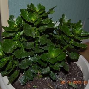 Photographie n°2338795 du taxon Kalanchoe Adans.