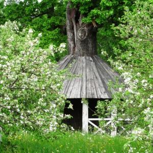 Photographie n°2338810 du taxon Quercus robur L. [1753]