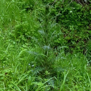 Photographie n°2338831 du taxon Cirsium palustre (L.) Scop. [1772]