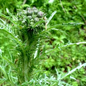 Photographie n°2338833 du taxon Cirsium palustre (L.) Scop. [1772]