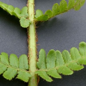 Photographie n°2338837 du taxon Dryopteris oreades Fomin [1911]