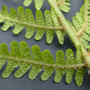 Photographie n°2338838 du taxon Dryopteris oreades Fomin [1911]