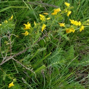 Photographie n°2338843 du taxon Genista anglica L. [1753]