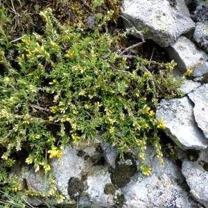 Photographie n°2338848 du taxon Genista pilosa L. [1753]