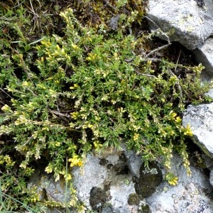 Photographie n°2338849 du taxon Genista pilosa L. [1753]