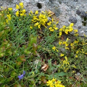 Photographie n°2338853 du taxon Genista pilosa L. [1753]