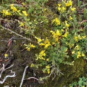 Photographie n°2338854 du taxon Genista pilosa L. [1753]