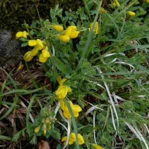 Photographie n°2338855 du taxon Genista pilosa L. [1753]