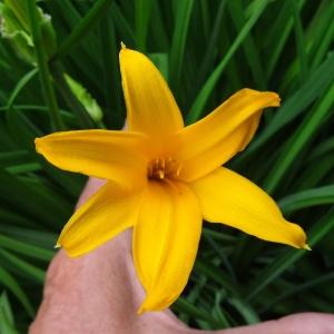 Photographie n°2338867 du taxon Hemerocallis lilioasphodelus L. [1753]