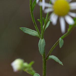 Photographie n°2338885 du taxon Erigeron annuus (L.) Desf. [1804]