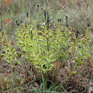  - Inula spiraeifolia L. [1759]